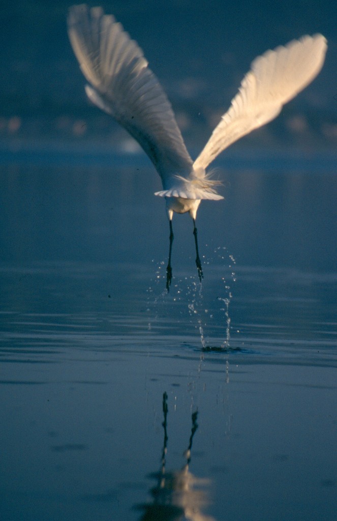 Great egret. Photograph by Ruth Ann Angus.