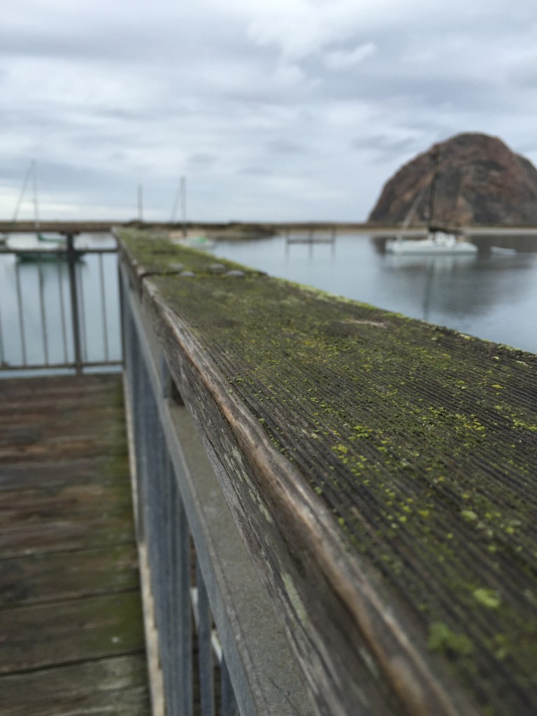 Moss grows along a wooden railing on Morro Bay's Embarcadero