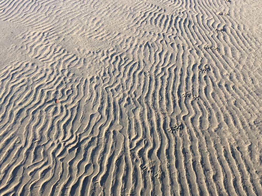 Ripples form along the back bay shoreline.