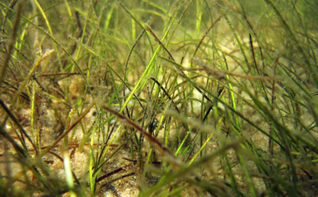 seagrasses