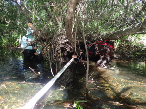 Our volunteers were all great! This volunteer crawled under a tree to measure water depth on lower Chorro Creek.