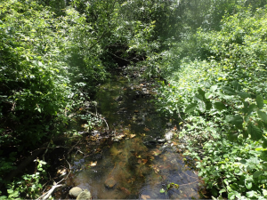 Thank you to all of our volunteers that braved one of California's great native plants- Poison oak.