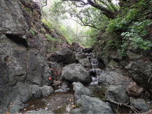 This is just one of the beautiful sections of creek we got to survey.