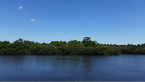 A mangrove forest, seen from the water.