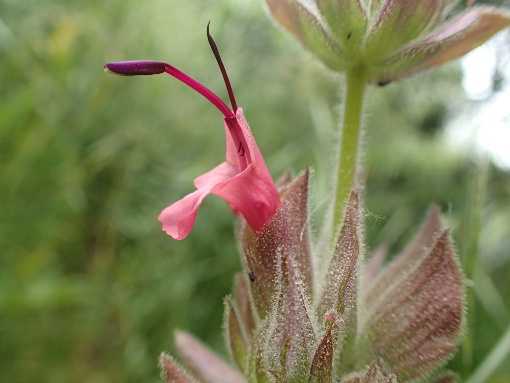 Hummingbird sage, a native plant, grows in the Morro Bay estuary watershed.