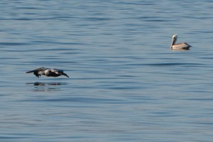 Pelicans rest and feed in Morro Bay's waters.