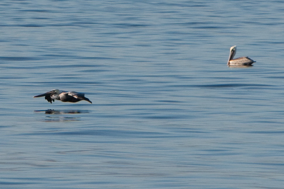 pelicans