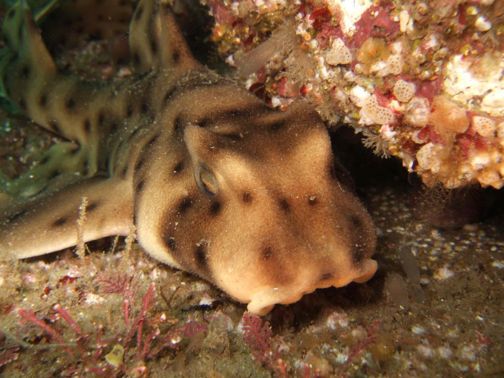 A horn shark underwater. Photograph courtesy of Heal the Bay, by Nick Fash.