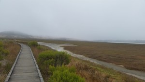 The Marina Peninsula Trail at Morro Bay State Park offers the chance to see many different plants and animals that thrive in the brackish waters of the salt marsh.