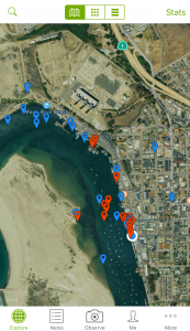 iNaturalist sightings map in Morro Bay