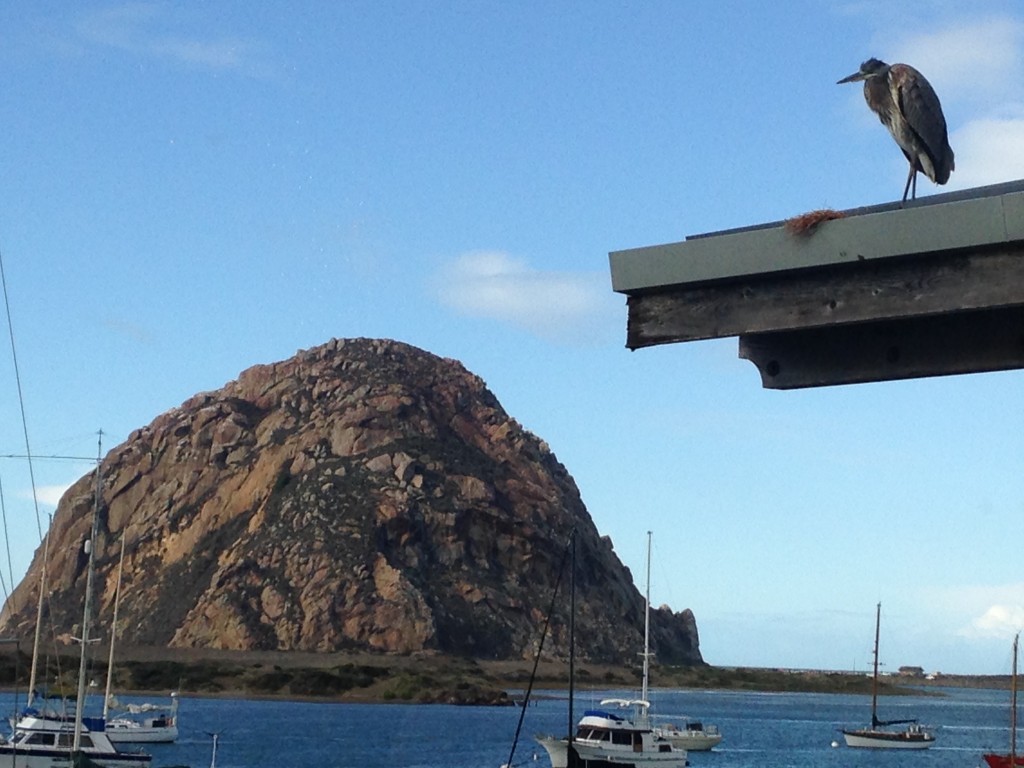 This great blue heron is a frequent visitor to the roof outside the Estuary Program office window. 