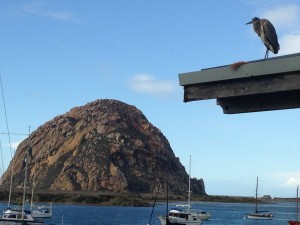 This great blue heron is a frequent visitor to the roof outside the Estuary Program office window.