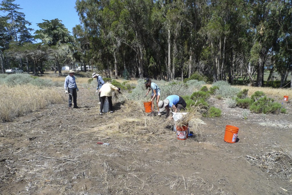 Volunteers work on cleaning up Sweet Springs Nature Preserve with Morro Coast Audubon Society. Photo courtesy of Dave Clendenen.