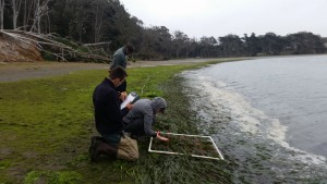 Shane, Monitoring Coordinator, Evan, Field Technician, and Erin, Cal Poly Grad student look at the density of eelgrass at Windy Cove.