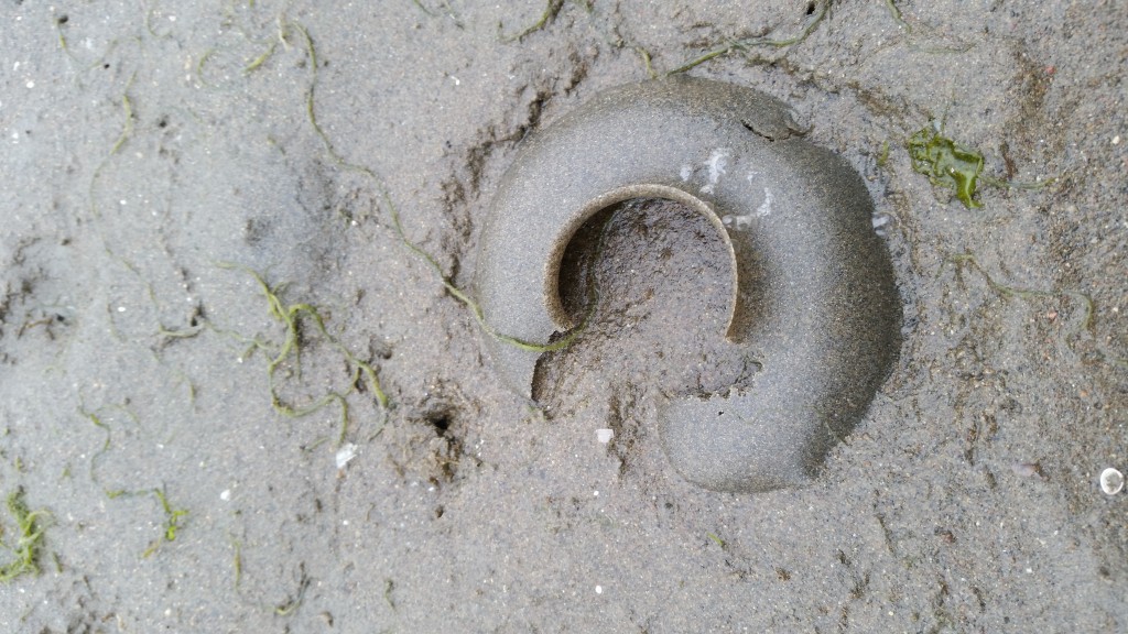 We found a handful of what we believe are the egg collars of Moonsnails