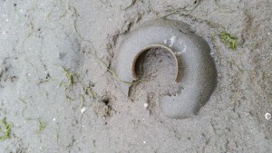 We found a handful of what we believe are the egg collars of Moonsnails