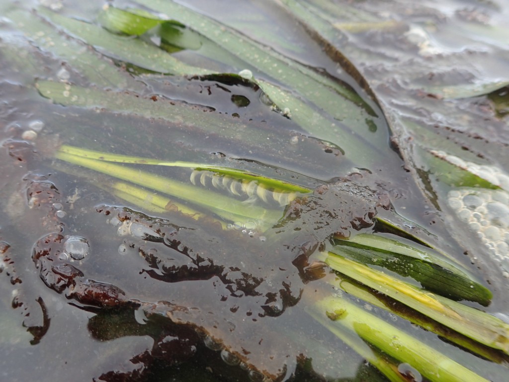 We found eelgrass starting to seed at Coleman Beach.
