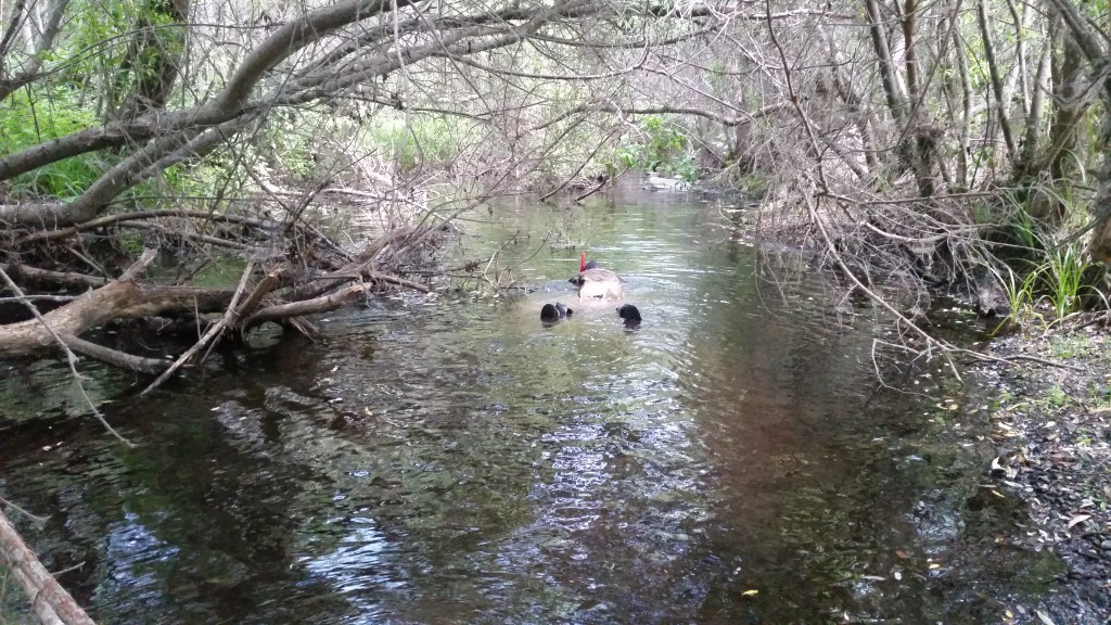 They were excited to hop into Chorro Creek and look for fish. This is what a typical snorkel survey looks like. 