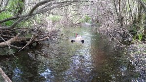 They were excited to hop into Chorro Creek and look for fish. This is what a typical snorkel survey looks like.