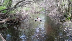 They were excited to hop into Chorro Creek and look for fish. This is what a typical snorkel survey looks like.
