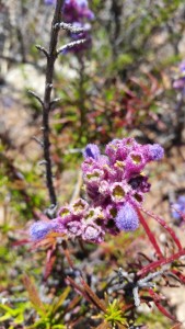 Wooly Bluecurls (Trichostema lanatum), one of the many native plants we saw on the field tour.