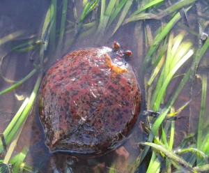 Estuary Program staff found this sea hare in an eelgrass bed near Coleman beach.