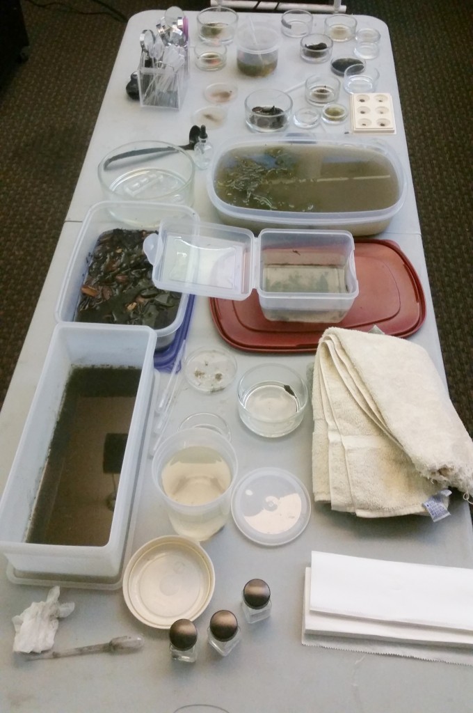 Macroinvertebrate specimens