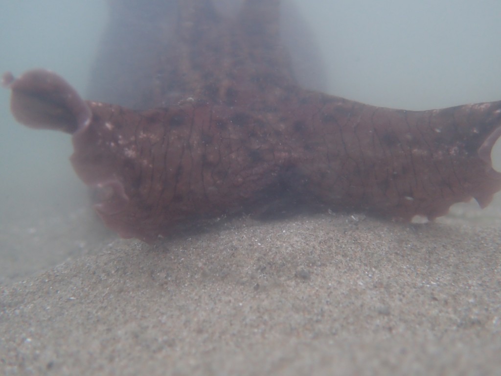 Estuary Program staff captured this sea hare close-up during an eelgrass survey at Coleman Beach.