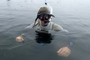 Our field technician Evan was one of the snorkelers, diving down to collect subtidal eelgrass. Dr. Yost is interested in seeing if there is a difference in genetics between subtidal and intertidal eelgrass.