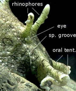 Photograph by Bill Rudman, diagram copyright Australian Museum.