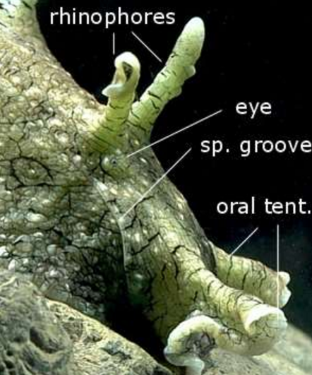 Photograph by Bill Rudman, diagram copyright Australian Museum. 