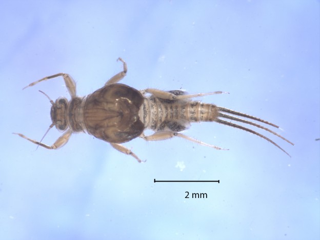 The Tricorythodes pictured here was collected from our local creeks. This small mayfly is popular with fish, but they swarm upon hatching, making conditions difficult for fly fishing.