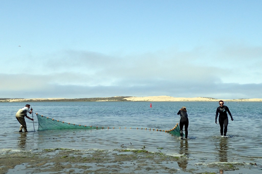 Here, we are hauling the net back in. A seine net is a big net that hangs vertically in the water, with floats on the top and weights on the bottom edge that you move through the water to encircle fish. 