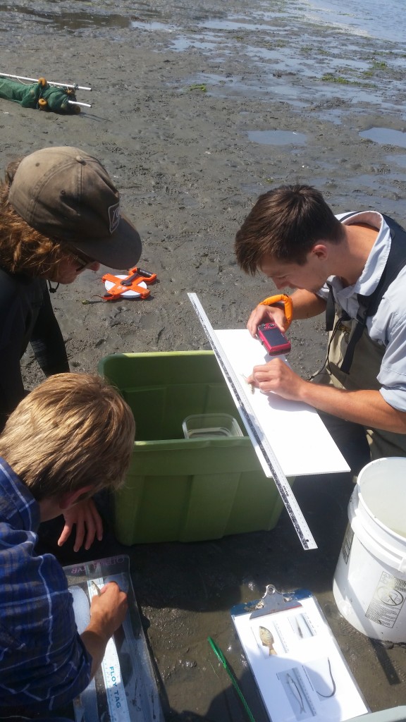 Weighing, measuring, and photographing the fish. 