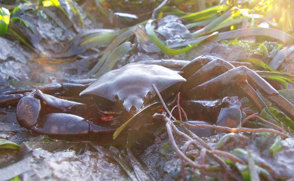 A Northern kelp crab sits in the mud in a patch of eelgrass.