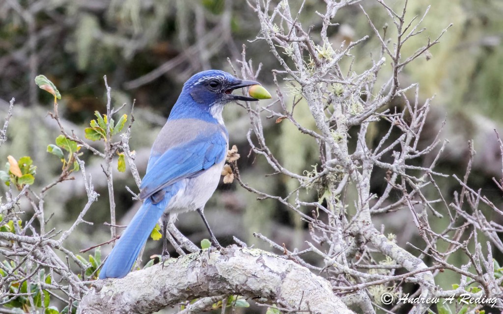 A Western scrub jay eats an acorn in the Elfin Forest. Photograph by Andrew Reding. Part of Morro Bay History.