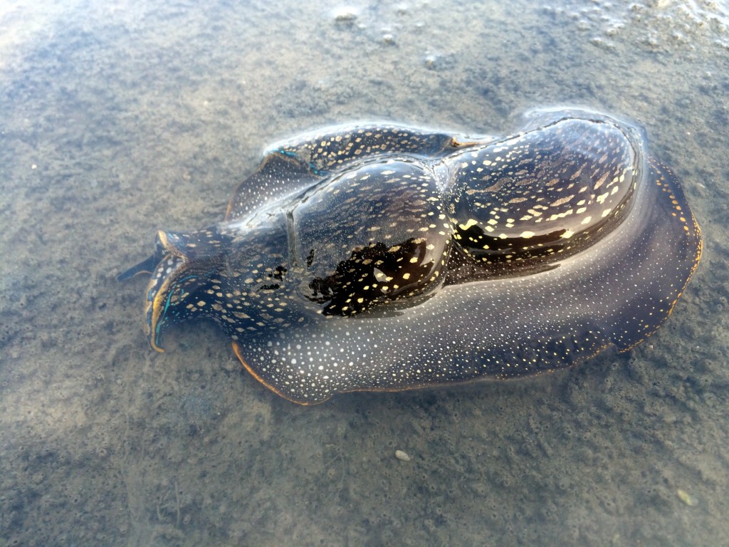 Evan found this Navanax while collecting eelgrass samples.