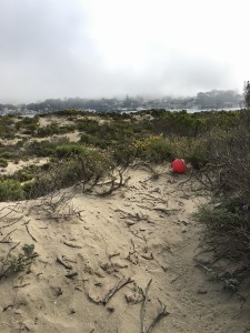 You never know what trash you'll find. This red ball was stuck beneath a branch in the dunes until we removed it.