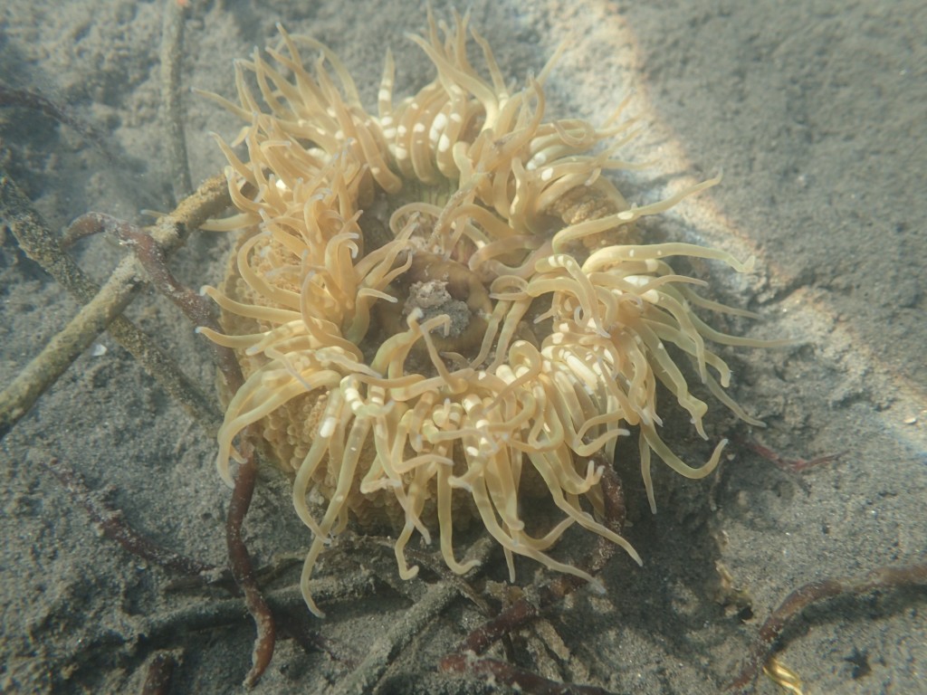 We found an anemone on the sandy bottom of the bay.