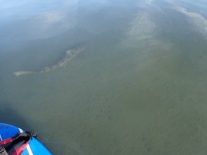 Leopard sharks are one of three shark species that live in Morro Bay.