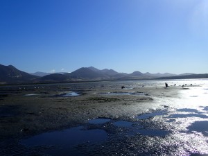 mudflat in Morro Bay, CA, Morro b