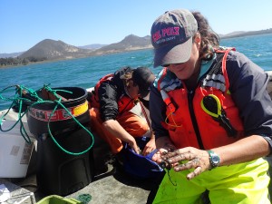 Here, Jennifer sorts through Gracilaria for looking for fish and invertebrates, such as Gould’s bubble snails (Bulla gouldiana).