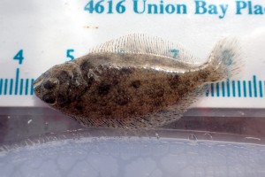 Here is a specked Sanddab (Citharichthys stigmaeus). We caught a lot of these.