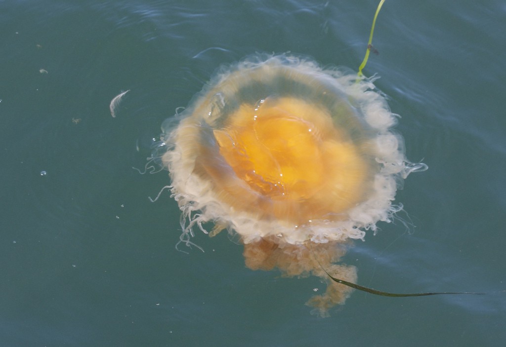 When they enter the water, plastic bags can look like jellyfish, the preferred food of some sea turtle species. Photograph of a jellyfish in Morro Bay, courtesy of devra, via Flickr.