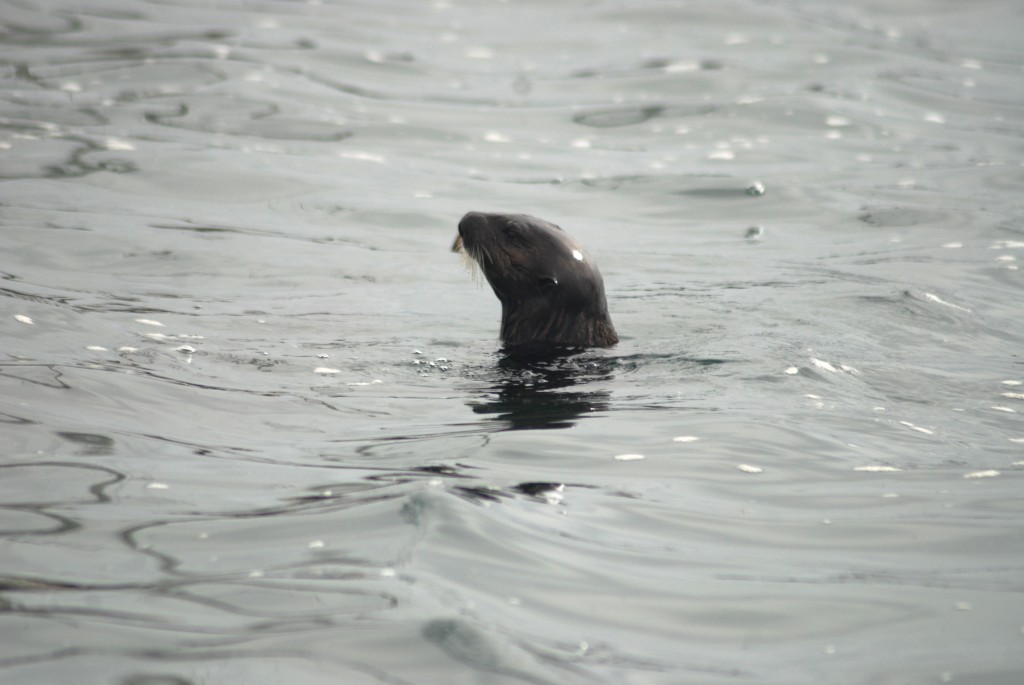 An otter peers across low waves near Coleman beach at the front of the bay.