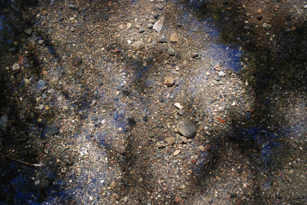 Clear, shallow water covers a gravelly streambed. 