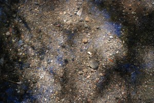 Clear, shallow water covers a gravelly streambed.