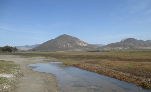 Water levels in the salt marsh depend on the tides. Here, California horn snails are visible in a pool left behind as the tide went out.