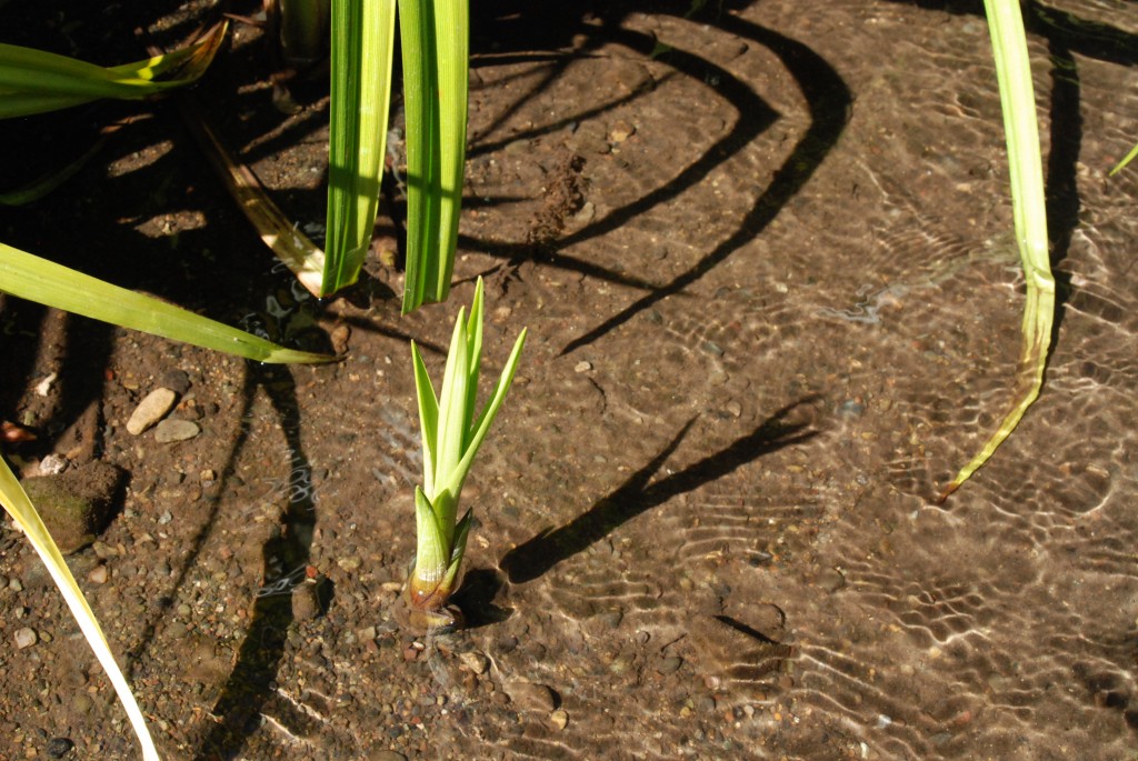 Sunlight catches on water rippling in a local creek.