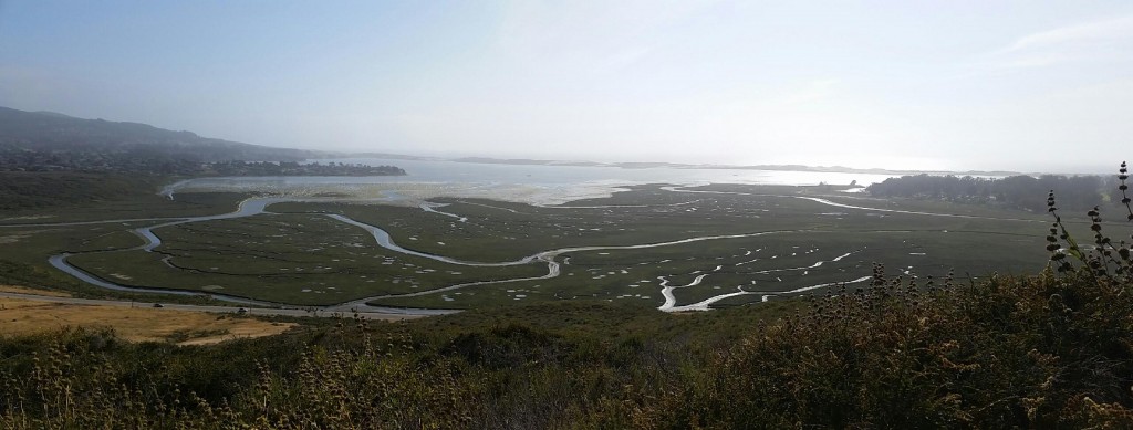 Water flowing through the tidal channels is visible from the upper reaches of Morro Bay State Park. 